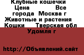 Клубные кошечки › Цена ­ 10 000 - Все города, Москва г. Животные и растения » Кошки   . Тверская обл.,Удомля г.